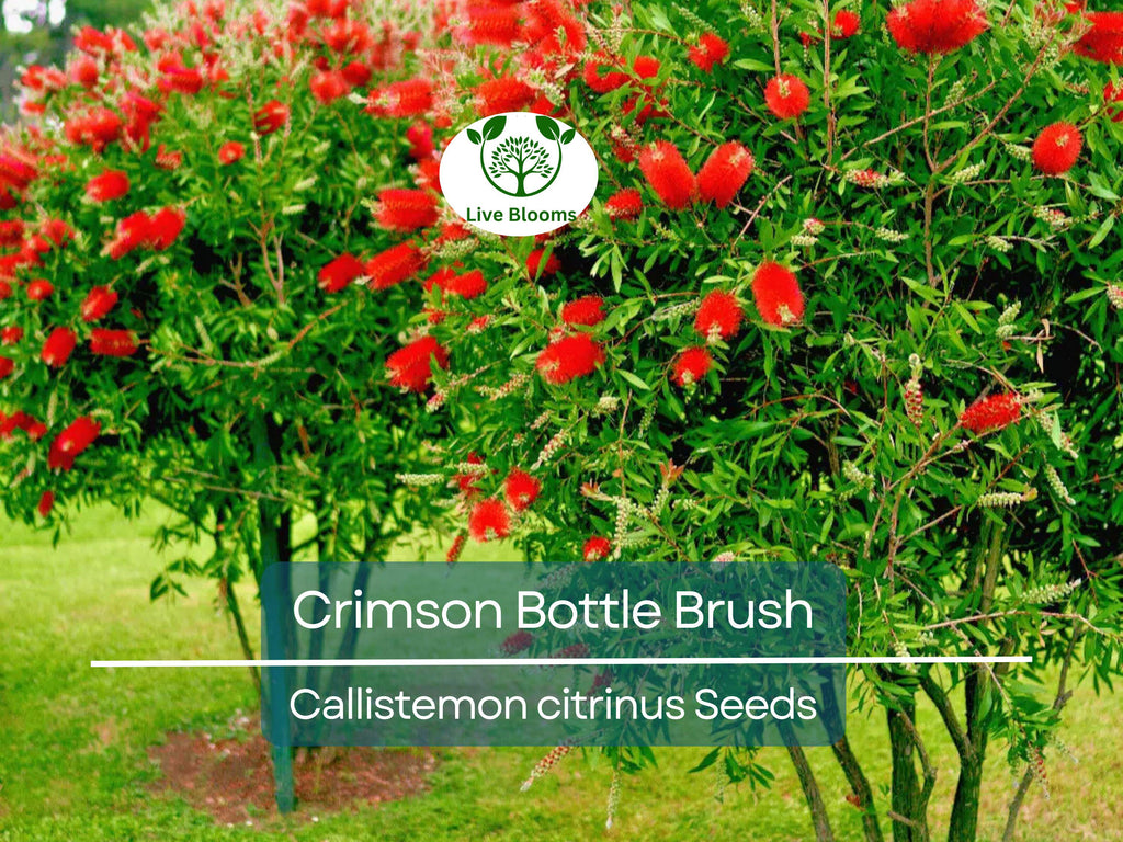 100 Crimson Bottle Brush Tree Seeds, Red Flowering Plant (Callistemon citrinus), Non-GMO, Hardy Garden Shrub, Easy to Grow