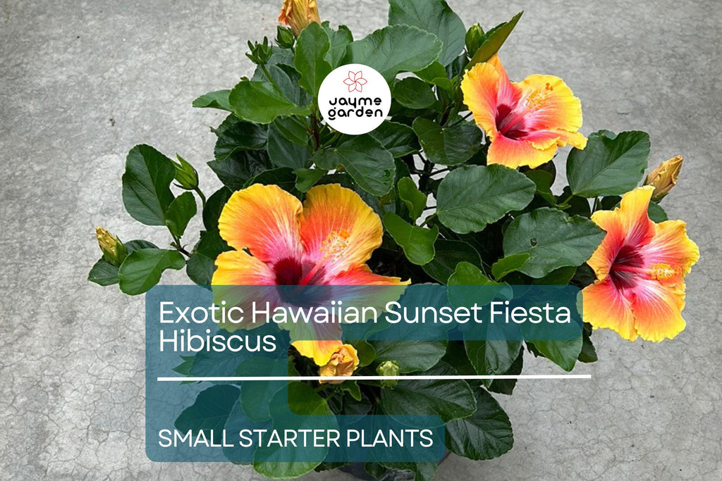 Exotic Hawaiian Sunset Fiesta Hibiscus Starter Plant - Live Tropical Plant 3-5 Inches Tall - Bare Root for Gardens & Landscaping