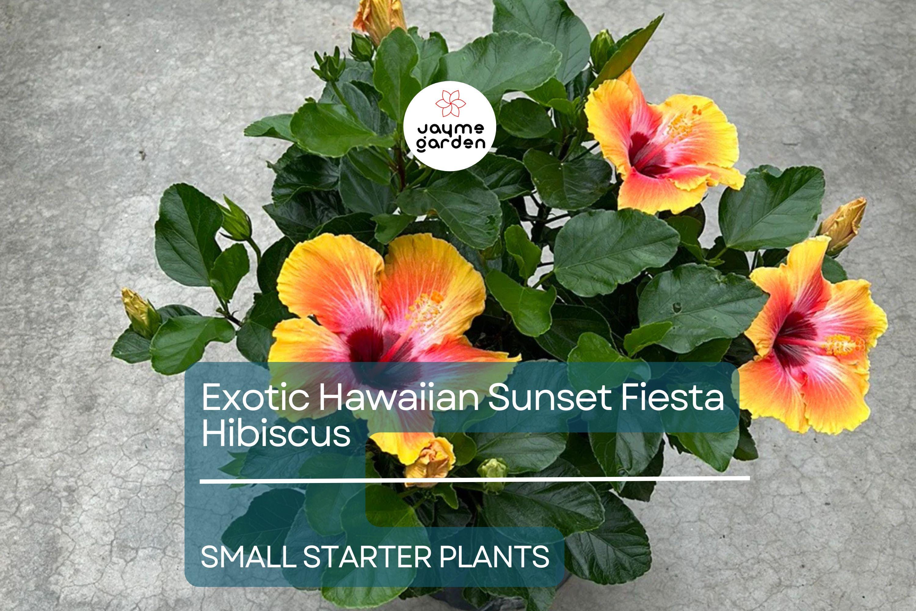 Exotic Hawaiian Sunset Fiesta Hibiscus Starter Plant - Live Tropical Plant 3-5 Inches Tall - Bare Root for Gardens & Landscaping