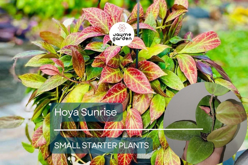 Hoya Sunrise Starter Plant - Well-Rooted, 5-7 Inches Tall - Exotic Tropical Houseplant with Stunning Foliage & Fragrant Flowers