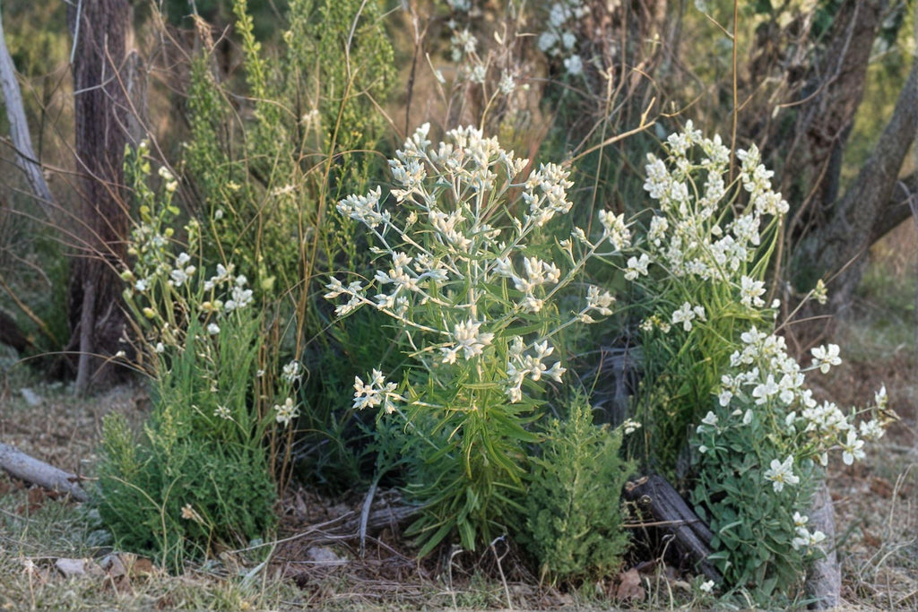 Sweet Everlasting – Flowering Plant 500 Seeds | Native Wildflower | Soft White Blooms | Dried Flower & Pollinator Favorite