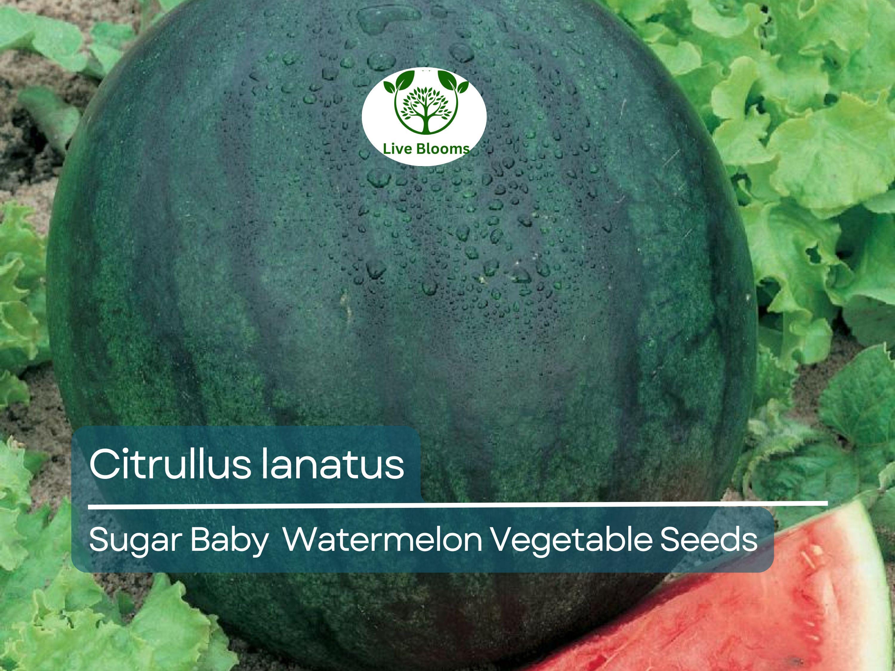Sugar Baby Watermelon (1000 mg Seeds), Heirloom Vegetables