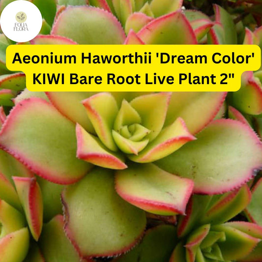 Aeonium haworthii ‘Dream Color’ Kiwi | 2 Bare Root 2" Live Succulent Plants | Variegated Rosettes, Drought-Tolerant
