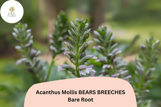 Acanthus mollis Bear’s Breeches | 1 Live 12” Plant Purple White Flower Perennial