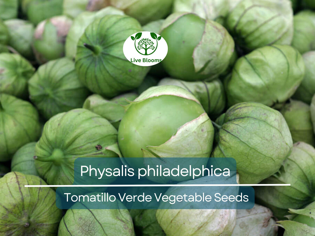 100 mg Seeds Tomatillo Verde – Physalis philadelphica | Fresh Mexican Husk Tomatoes for Planting, Salsa, and Cooking