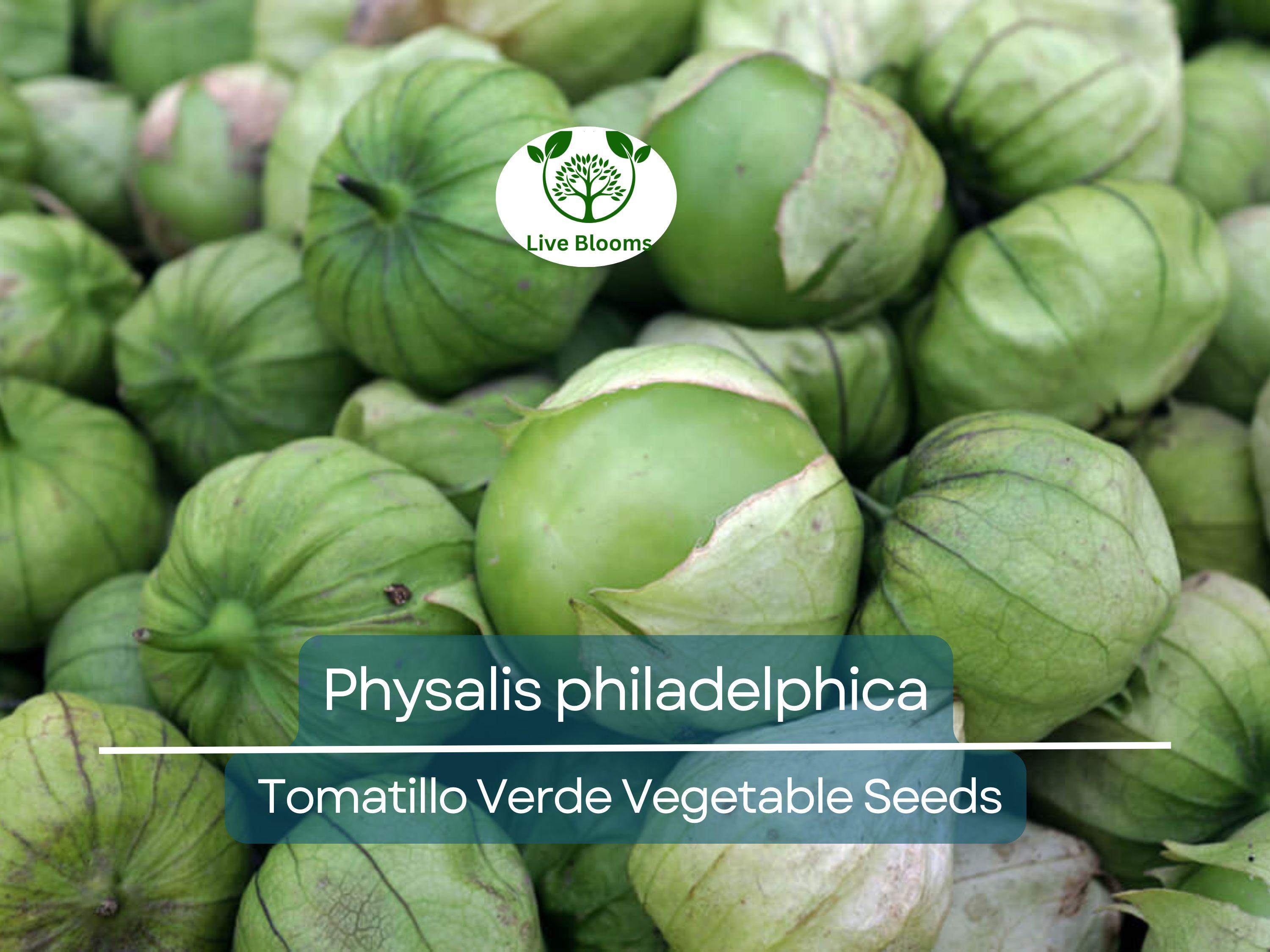 100 mg Seeds Tomatillo Verde – Physalis philadelphica | Fresh Mexican Husk Tomatoes for Planting, Salsa, and Cooking