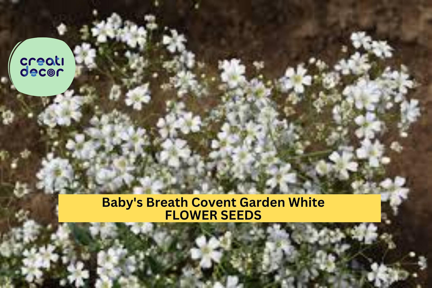 3pcs of 300mg Baby’s Breath Covent Garden White Seeds – Gypsophila Elegant Flower Seeds for Bouquets & Gardens Seeds for Planting