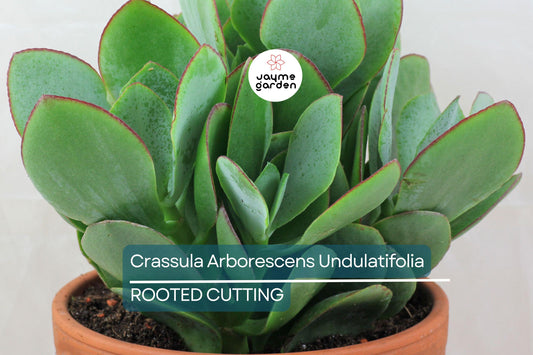 Ripple Jade Succulent - 3" Rooted Plant, Wavy Blue-Green Foliage, Perfect for Indoors or Outdoors, USDA Zones 9-11