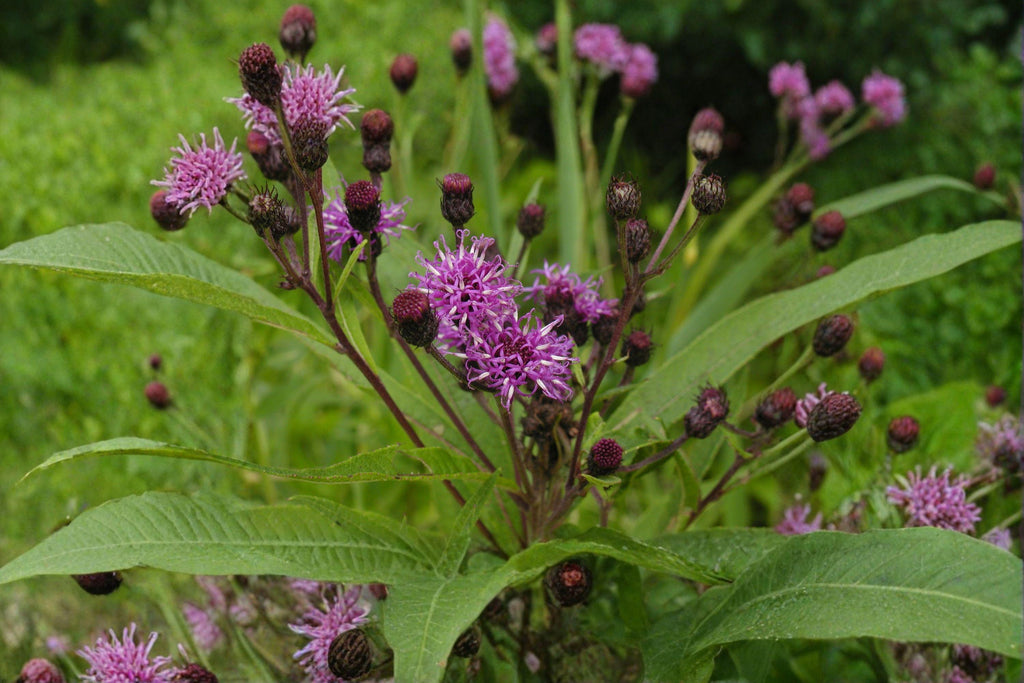 New York Ironweed – Vernonia noveboracensis 100 Seeds | Native Wildflower | Open-Pollinated