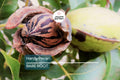 2 Hardy Pecan Tree Seedlings (Bare Root) – Live Nut Trees for Planting