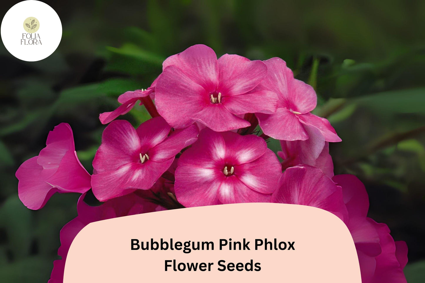 100+ Bubblegum Pink Phlox Seeds – Bright Perennial Garden Flowers, Phlox paniculata