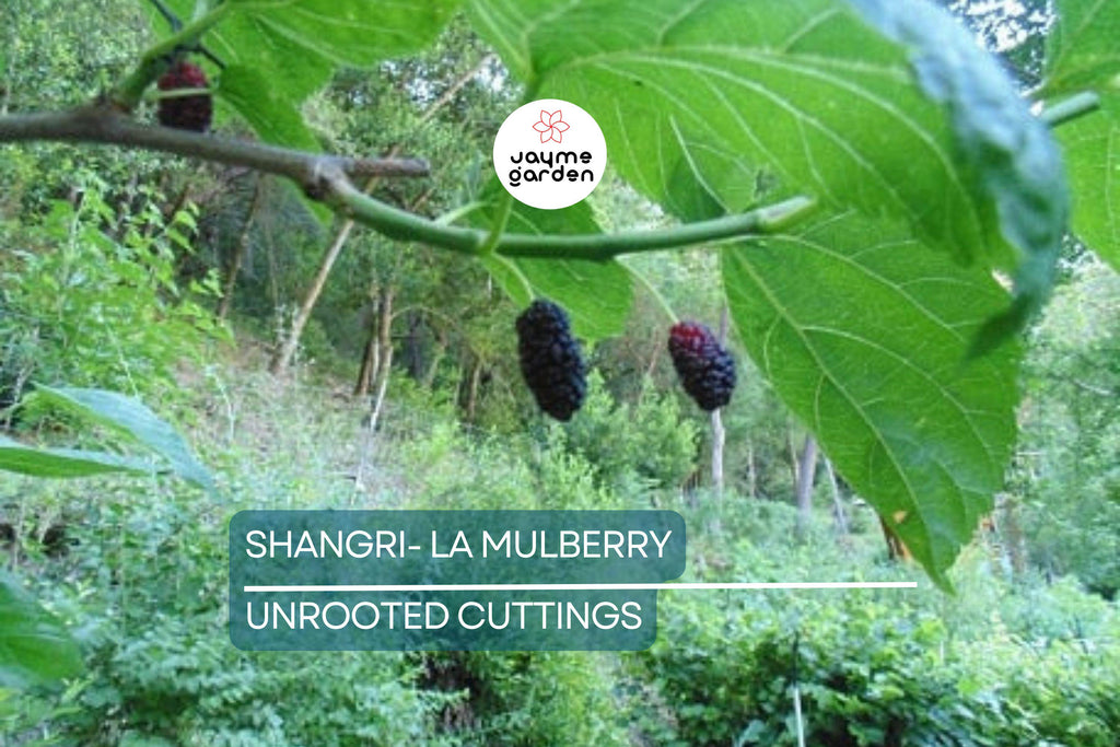 12 Fresh Shangri-La Mulberry Cuttings for Rooting or Grafting, Sweet Large Fruits