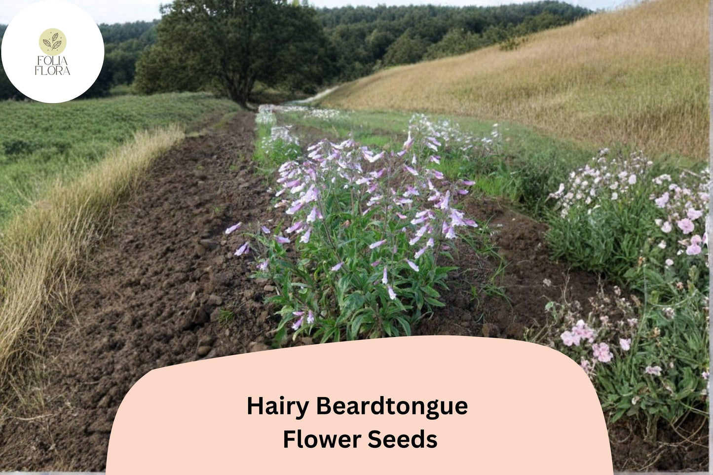 Hairy Beardtongue Seeds – 100 Penstemon hirsutus | Perennial Garden Plant for Pollinator & Meadow Gardens