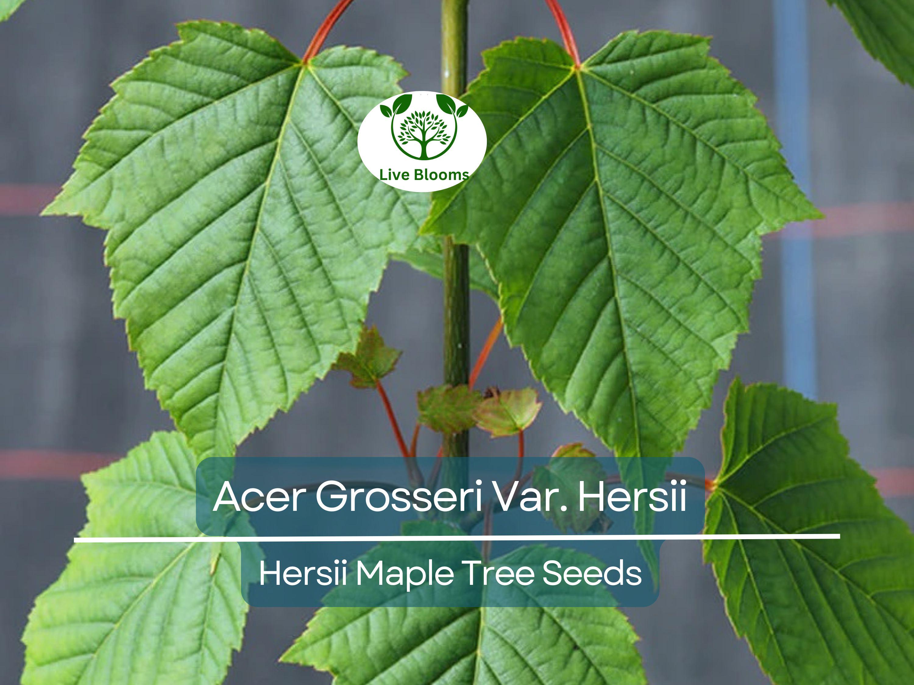 10 Seeds Acer Grosseri Var. Hersii (Hersii Maple) for Planting - Rare Hardy Tree, Ideal for Bonsai, Landscaping, & Gardens - Tree Seeds