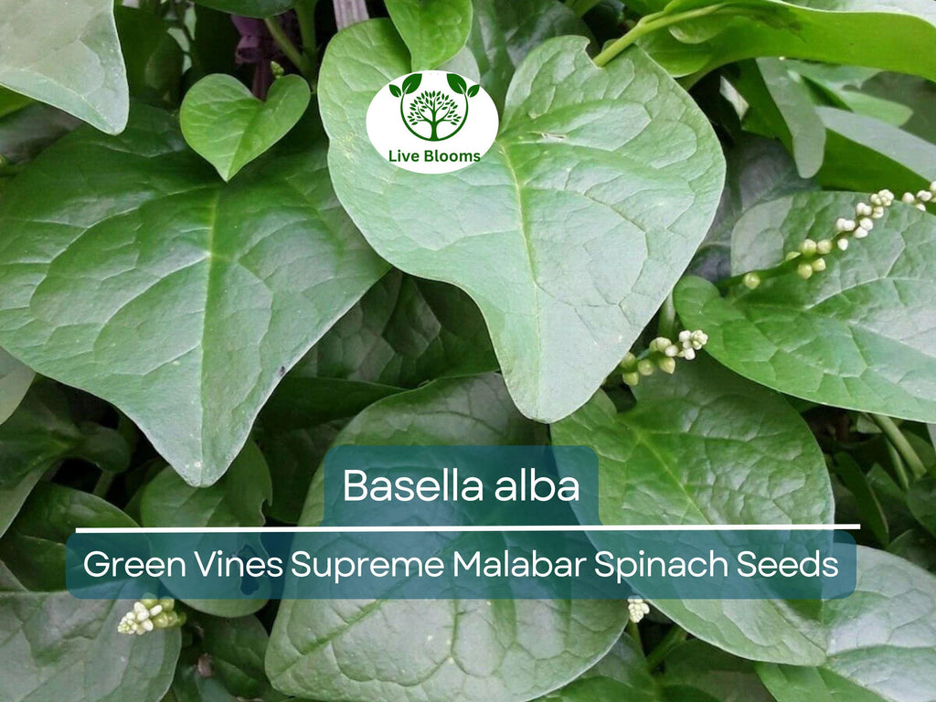 500 mg Seeds Malabar Spinach Green Vines – Basella alba | Heirloom Vegetable for Planting, Lush Growth & Nutritious Harvests