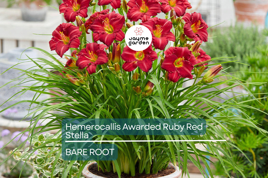 Ruby Stella Daylily Bare Root - Award-Winning, Red Blooms, Re-Blooming, Drought-Tolerant, USDA Zones 3-9
