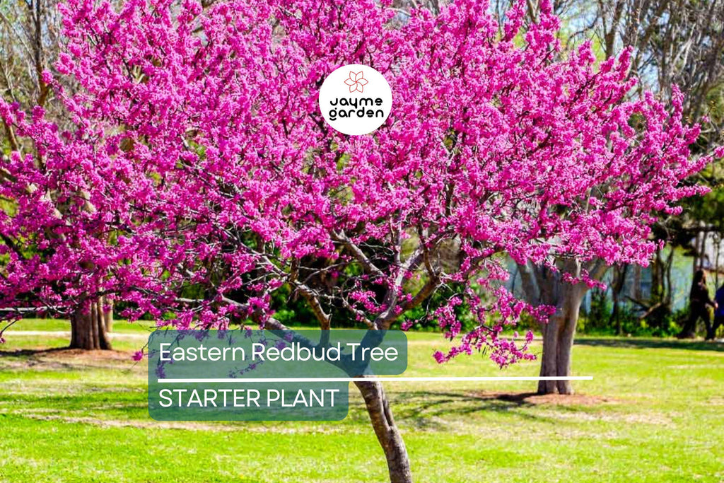 Eastern Redbud Tree 2+ Feet Tall | Purple Flowers | Hardy for Zones 4-8 | Ready to Plant Now | Ornamental Tree