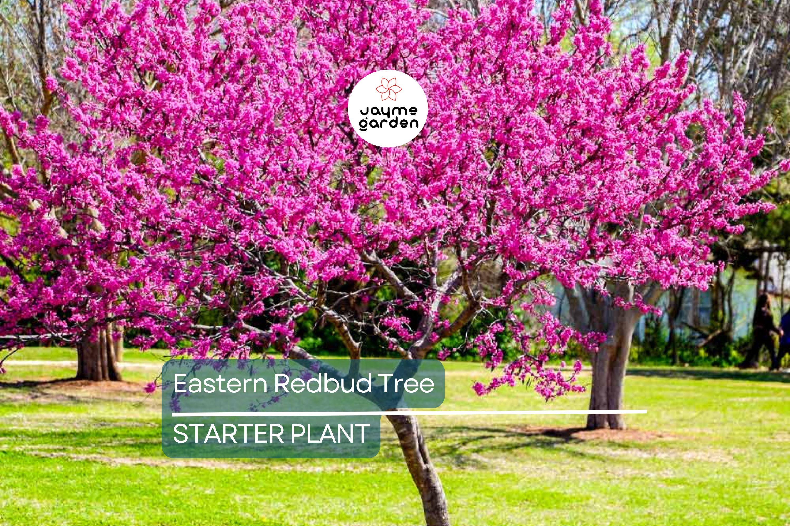 Eastern Redbud Tree 2+ Feet Tall | Purple Flowers | Hardy for Zones 4-8 | Ready to Plant Now | Ornamental Tree