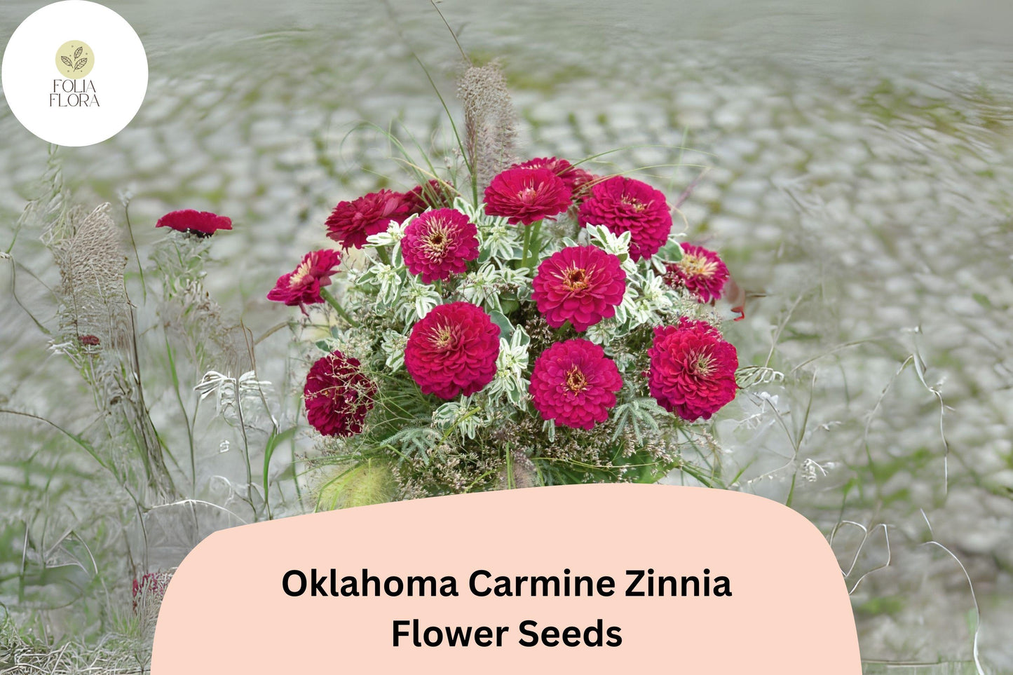 100+ Oklahoma Carmine Zinnia Seeds – Rich Rose-Red Blooms for Garden Planting, Borders & Cut Flowers