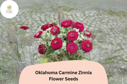 100+ Oklahoma Carmine Zinnia Seeds – Rich Rose-Red Blooms for Garden Planting, Borders & Cut Flowers
