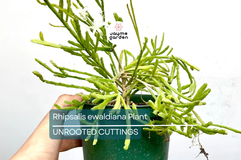 Rhipsalis ewaldiana - Rare Mistletoe Cactus Starter Plant, 3 1/4" Pot, Well-Rooted Cutting, Unique Jungle Cactus from Brazil