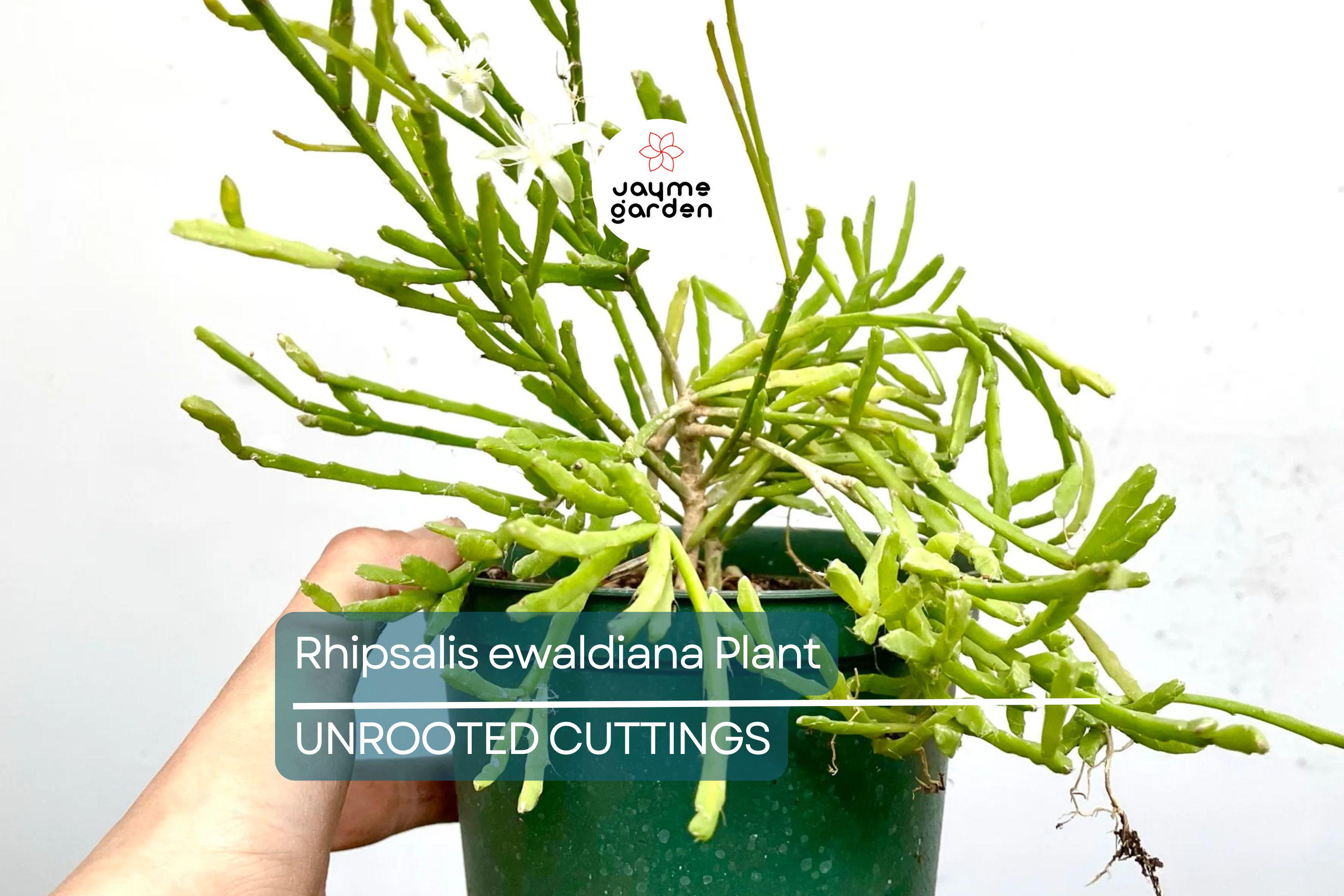 Rhipsalis ewaldiana - Rare Mistletoe Cactus Starter Plant, 3 1/4" Pot, Well-Rooted Cutting, Unique Jungle Cactus from Brazil