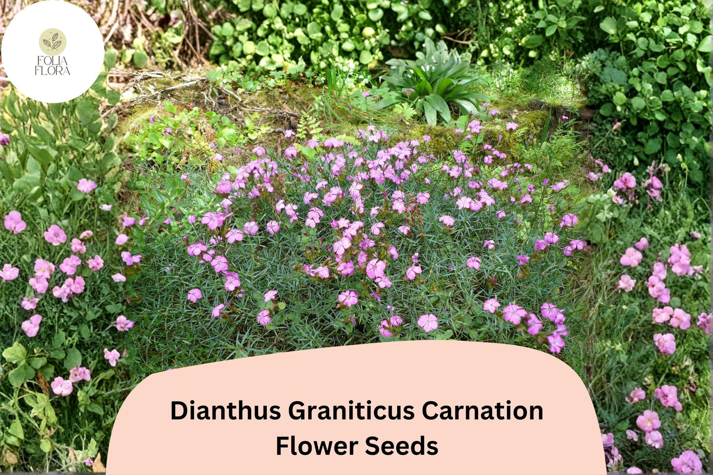 200+ Dianthus Graniticus Carnation Seeds: Hardy Perennial Garden Flowers, Pink Blooms, Easy to Grow, Great for Borders & Pots