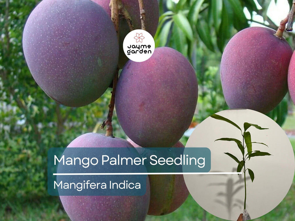 Palmer Mango Seedling - Mangifera Indica, 1-2 ft Tall - Tropical Sweet Fruit Live Starter Plant, Grown from Seed, Ideal for Warm Climates