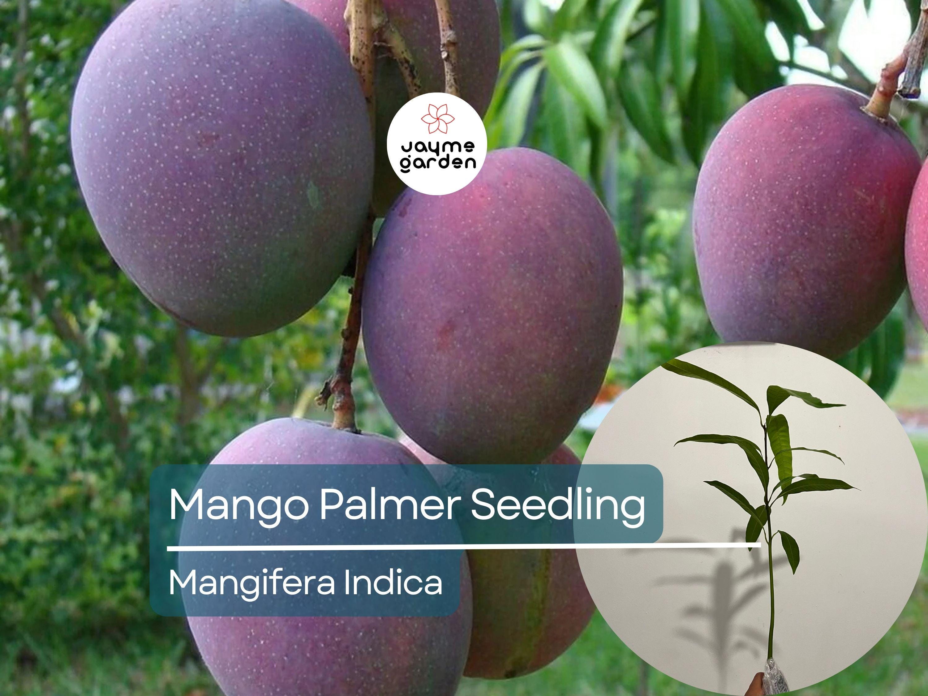 Palmer Mango Seedling - Mangifera Indica, 1-2 ft Tall - Tropical Sweet Fruit Live Starter Plant, Grown from Seed, Ideal for Warm Climates