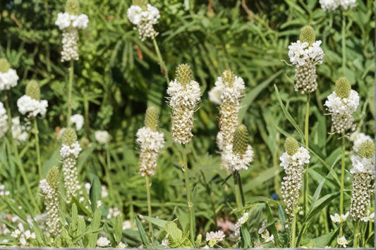 White Prairie Clover – Dalea candida, Native Prairie Perennial | Nitrogen Fixer (100 Seeds)