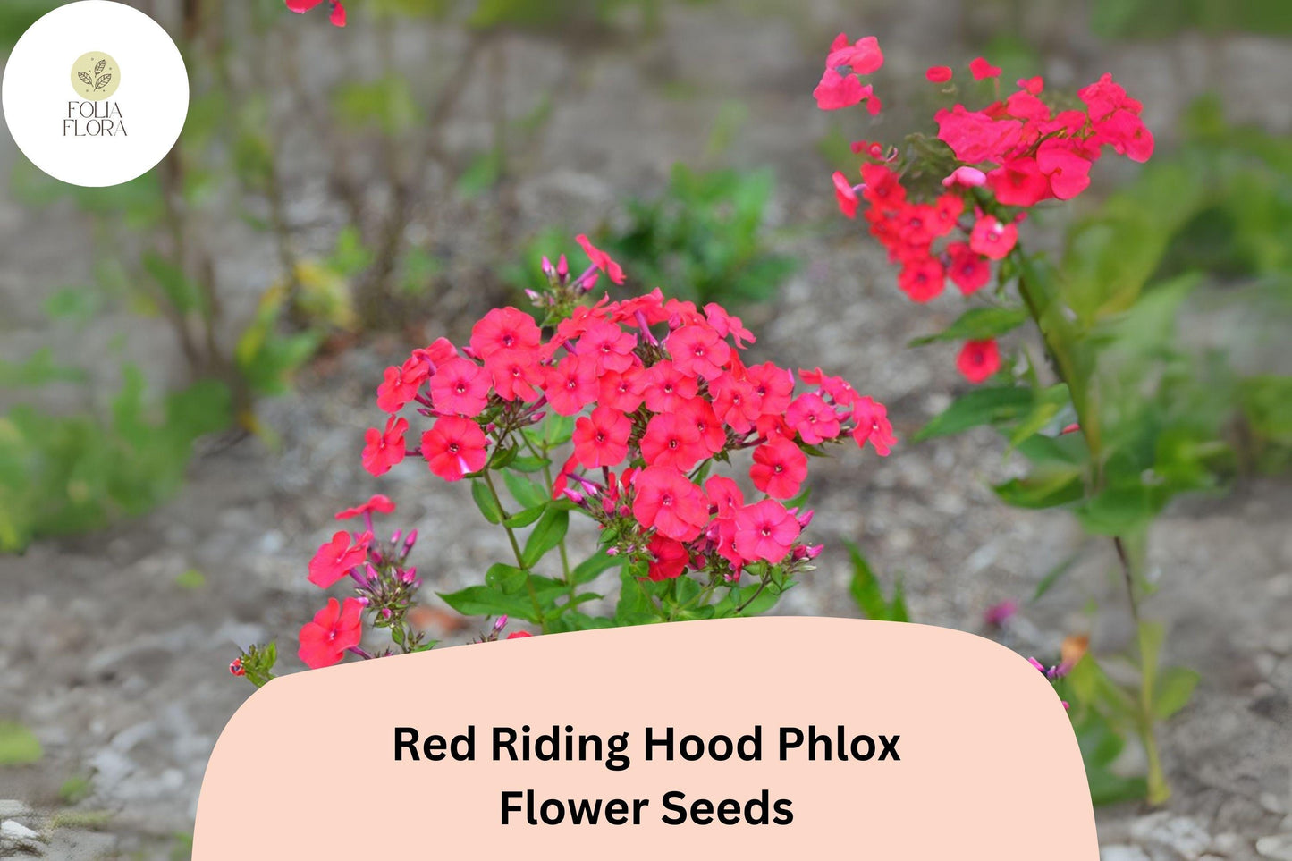 100+ Red Riding Hood Phlox Seeds – Phlox paniculata, Bright Red Perennial Garden Flowers