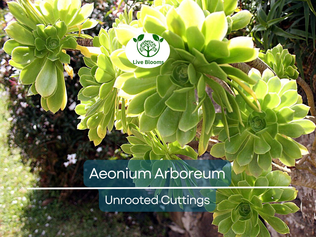 2 Aeonium Arboreum Unrooted Cuttings (Aeonium Tree) 2-4" – Succulent for Grafting, Rooting, or Propagation