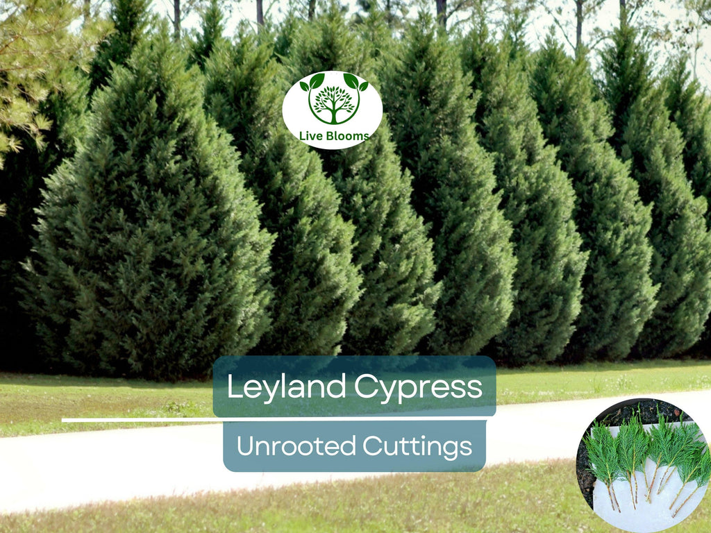 35 Fresh SC Leyland Cypress (x Cupressocyparis leylandii) 6-8" Unrooted Cuttings for Privacy Screen, Fast-Growing Evergreen