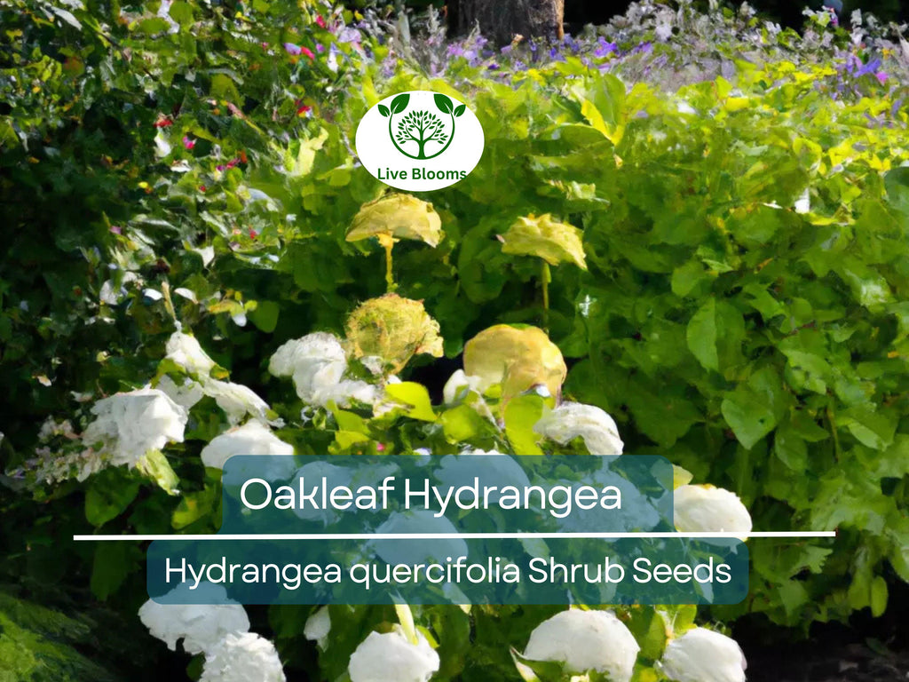50 Hydrangea Seeds - White Flower Bush, Shrub, Oakleaf Hydrangea (Hydrangea quercifolia), Hardy Plant, Garden Starter, Landscaping Plant