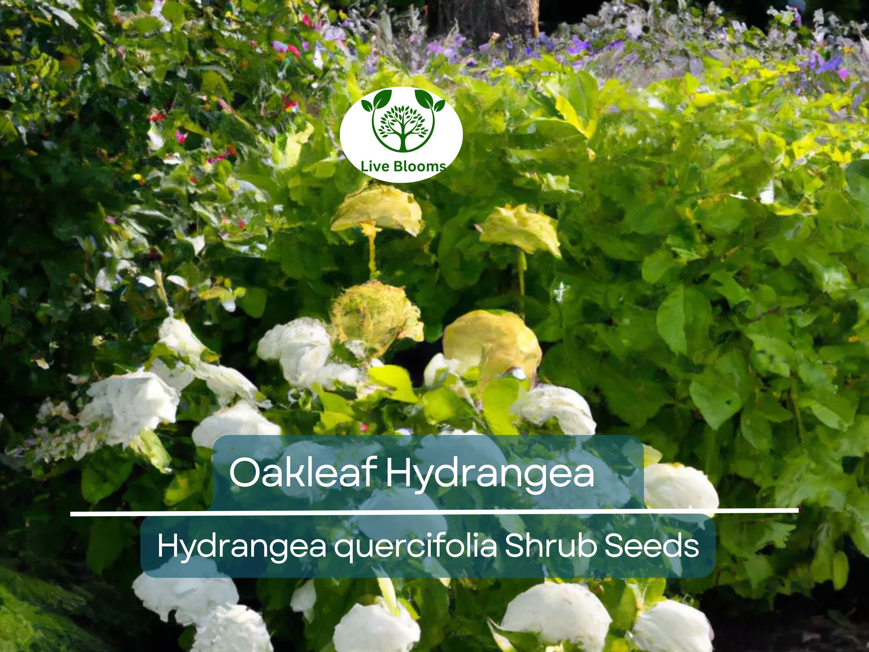 50 Hydrangea Seeds - White Flower Bush, Shrub, Oakleaf Hydrangea (Hydrangea quercifolia), Hardy Plant, Garden Starter, Landscaping Plant