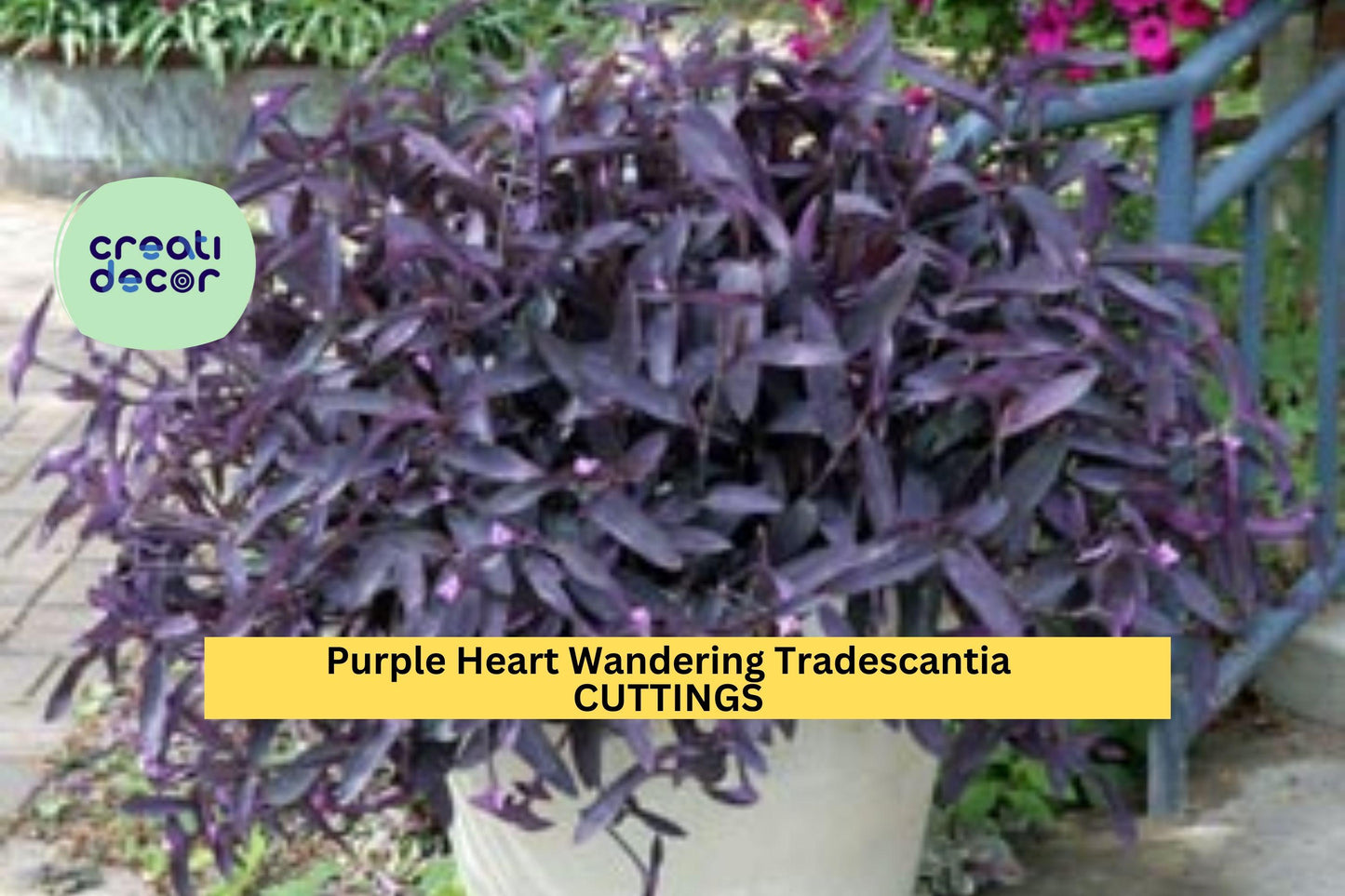 10 Purple Heart Wandering Jew Cuttings – Tradescantia pallida purpurea Live Plants for Pots, Borders & Hanging Baskets – USA