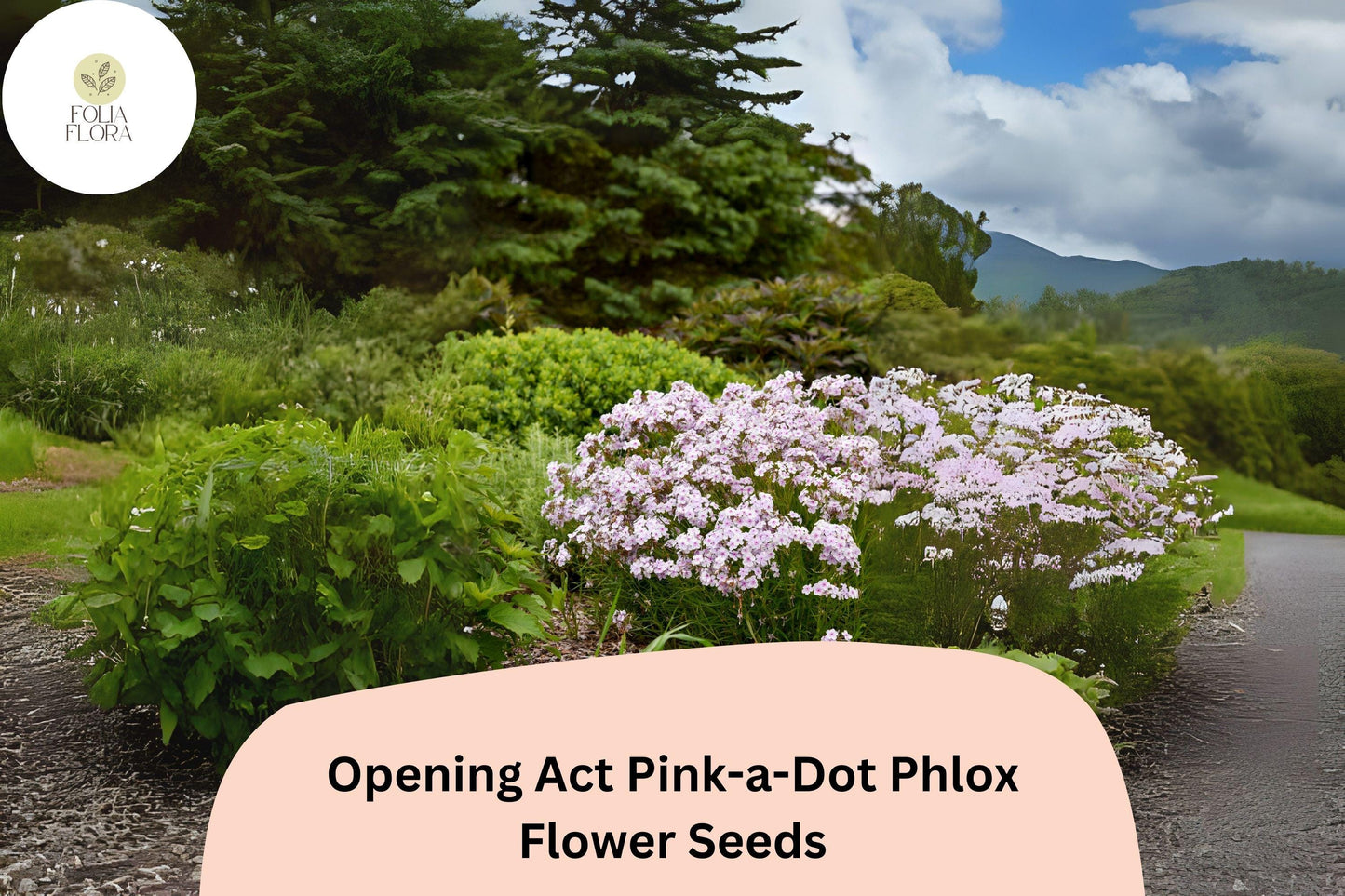 100+ Opening Act Pink-a-Dot Phlox Seeds – Perennial Garden Flower Seeds, Phlox paniculata