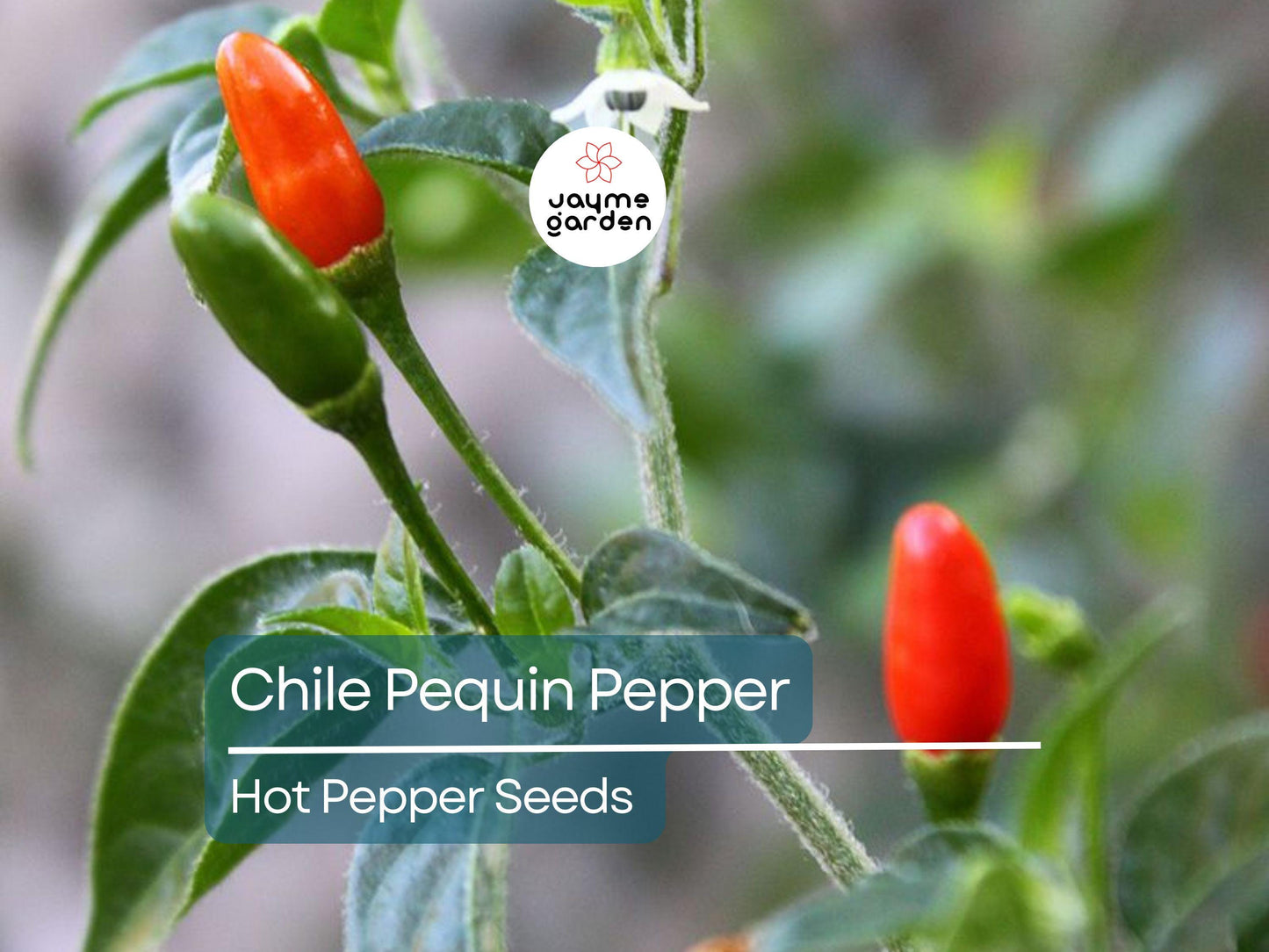 250mg Seeds Hot Chile Pequin Pepper | Heirloom Pepper for Planting | Spicy & Flavorful | Compact Plant | Perfect for Salsas and Cooking