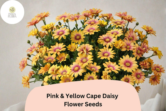 200+ Pink & Yellow Cape Daisy Seeds | Osteospermum ecklonis | Vibrant Bi-Color Blooms | Easy Garden Flower