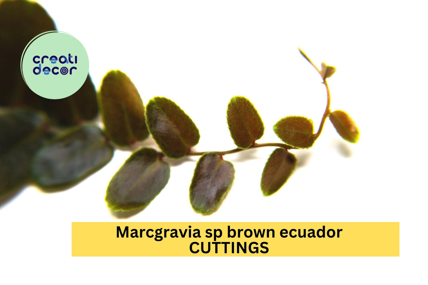 Marcgravia sp. Brown Ecuador 1 Cutting – 10 Leaf Segment for Terrariums or Vivariums, Rare Shingling Plant with Exotic Foliage – USA