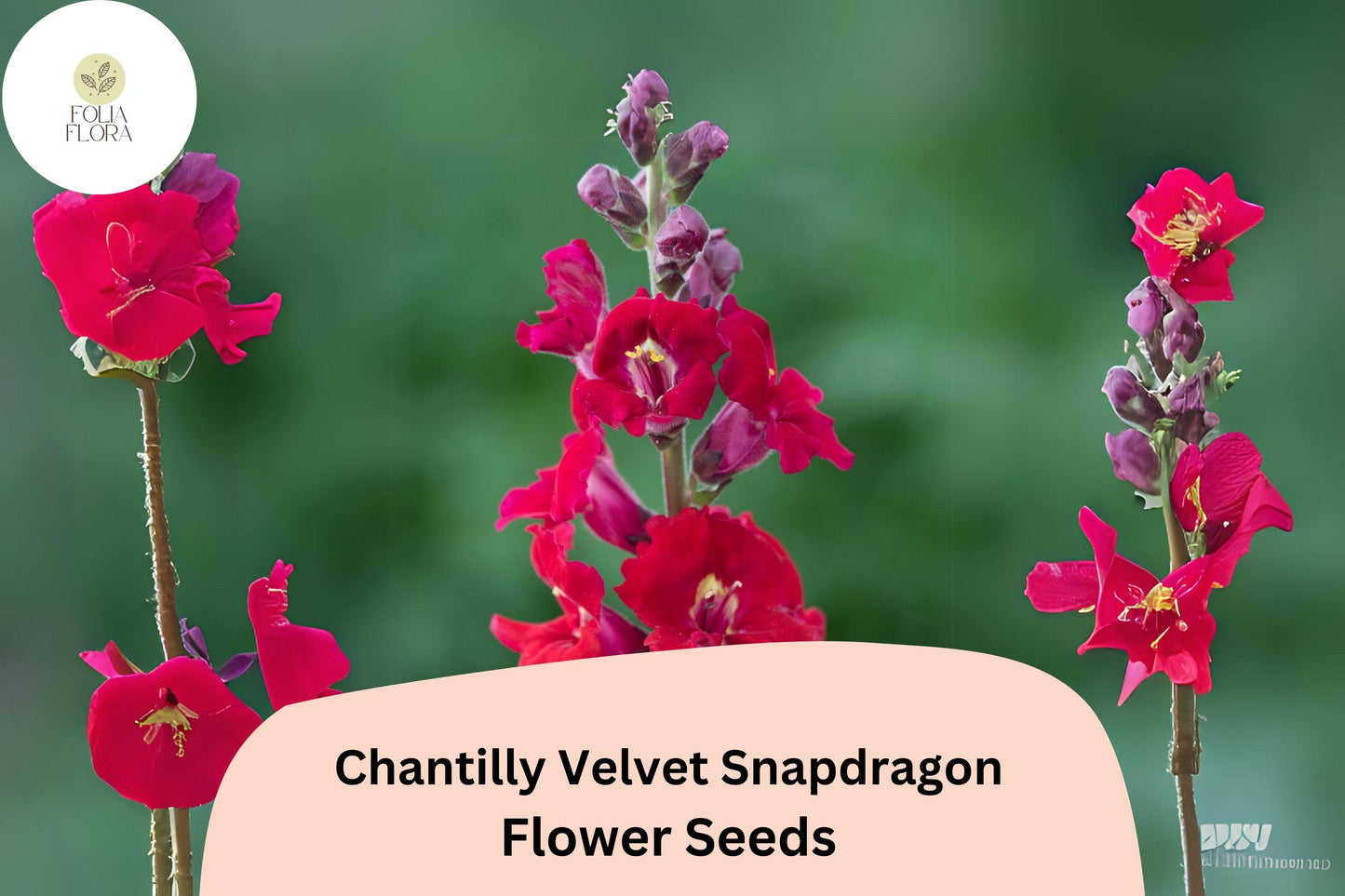 Chantilly Velvet Snapdragon Seeds (Antirrhinum majus) | 1000+ Seeds | Tall, Fragrant Deep Red Blooms for Garden & Cut Flowers