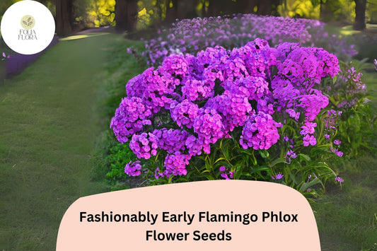 100+ Fashionably Early Flamingo Phlox Seeds – Purple Garden Flowers, Phlox Hybrid