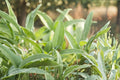 Sage – Broadleaf 30 Seeds | Classic Culinary Sage | Aromatic Gray-Green Leaves | Hardy Perennial Herb