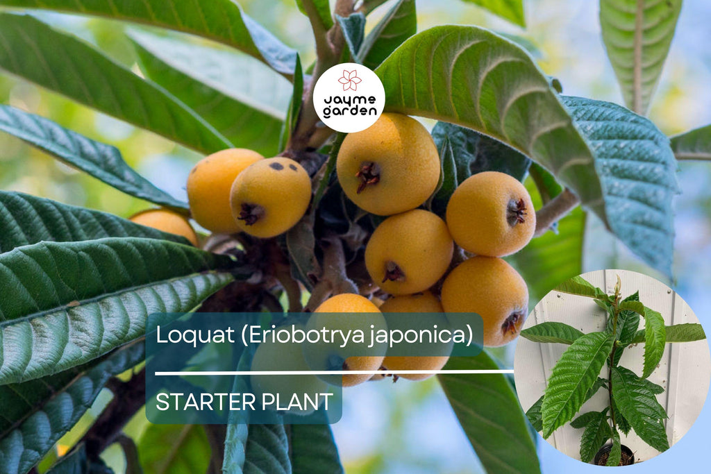Loquat Tree - Live Eriobotrya japonica Fruit Tree 1’-2’ Tall | Ornamental & Edible | Sweet, Tangy Fruit for Gardens and Containers