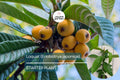 Loquat Tree - Live Eriobotrya japonica Fruit Tree 1’-2’ Tall | Ornamental & Edible | Sweet, Tangy Fruit for Gardens and Containers