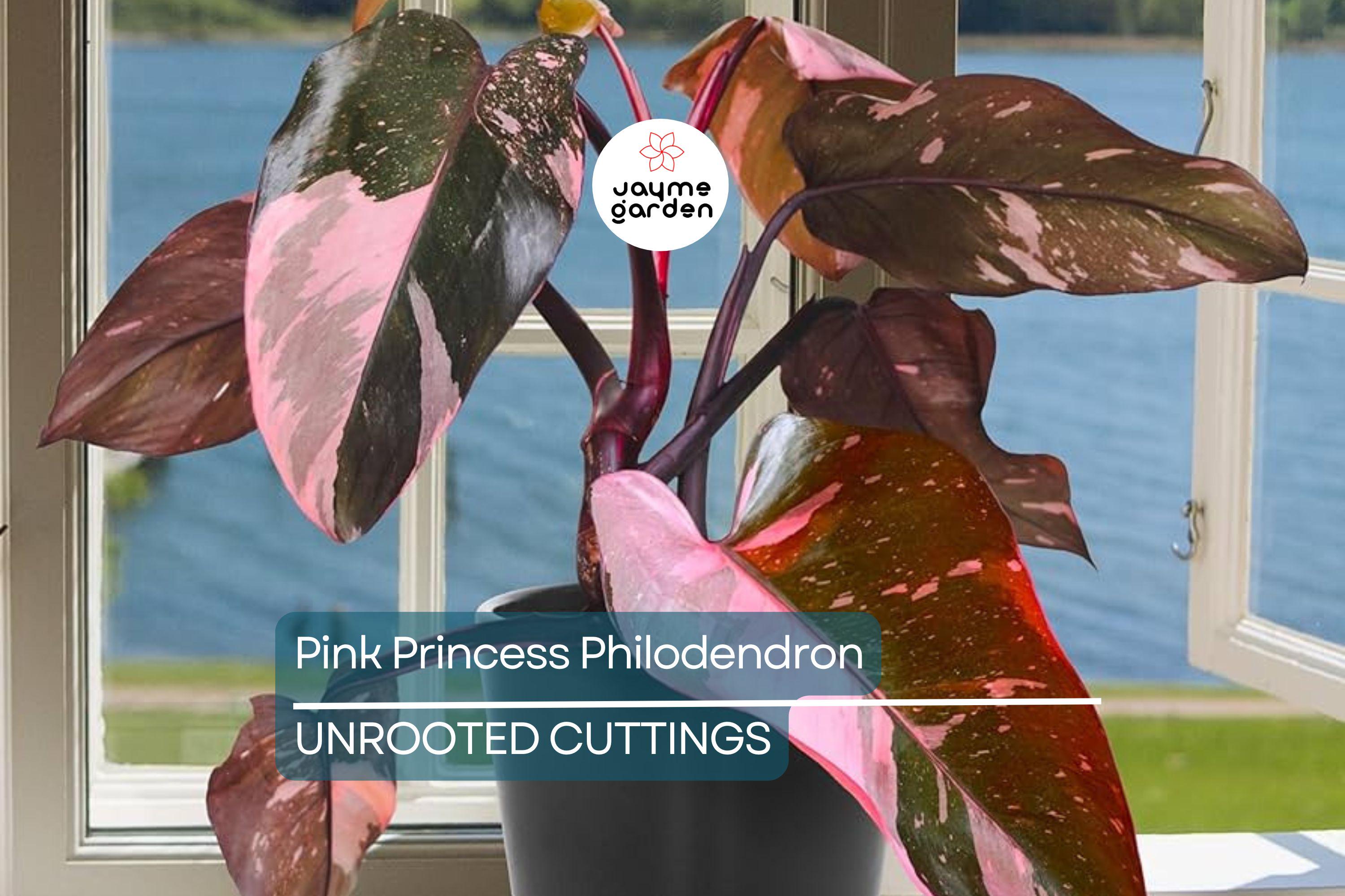 Pink Princess Philodendron High Variegation Cutting - Rare PPP Houseplant, Indoor/Outdoor