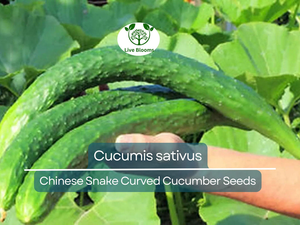 10 Seeds Cucumber Chinese Snake Curved - Cucumis sativus | Unique Heirloom Cucumber for Planting, Gardening & Crisp, Long Harvest