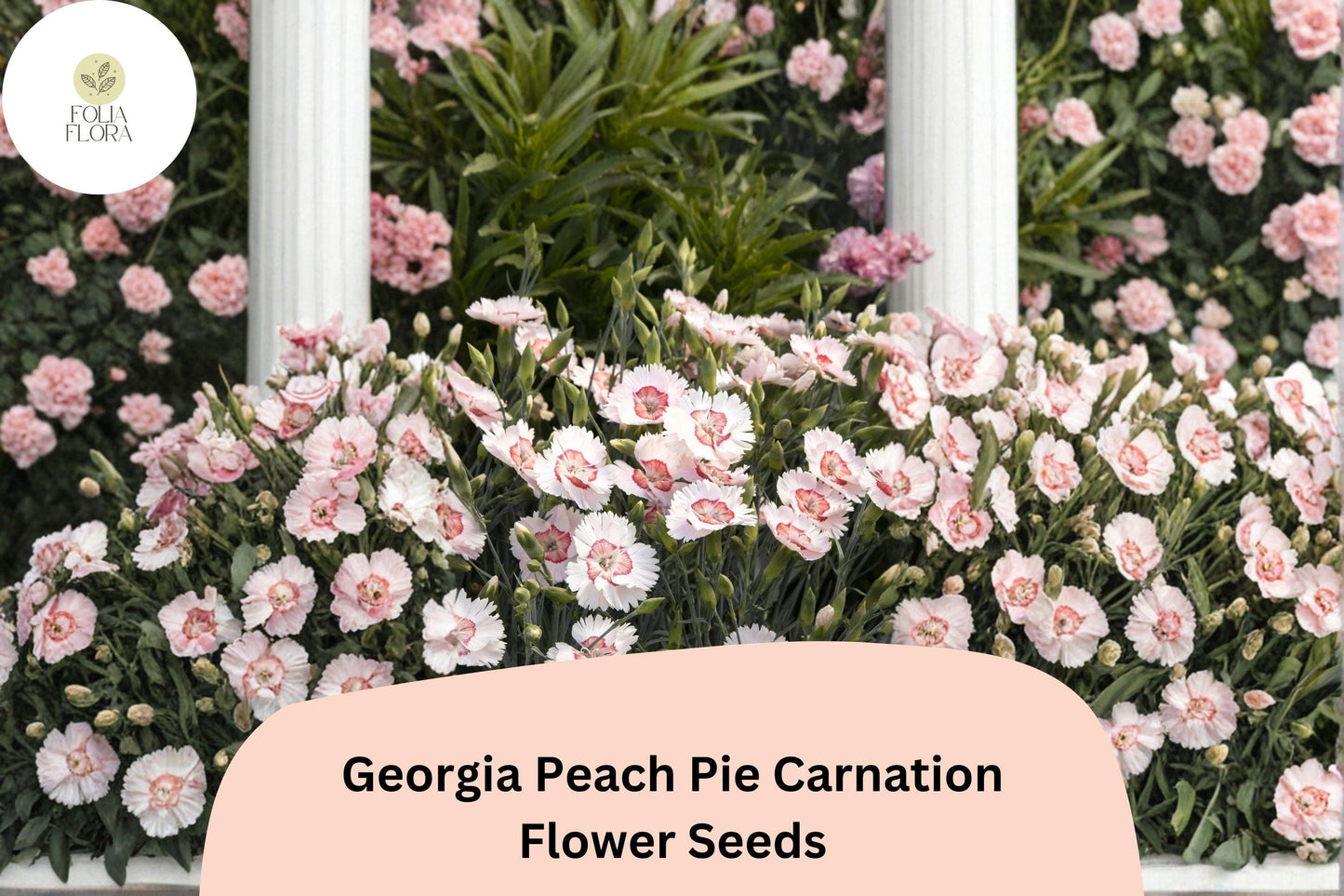 200+ Georgia Peach Pie Carnation Seeds: Peach-Pink Blooms, Fragrant Hardy Flowers