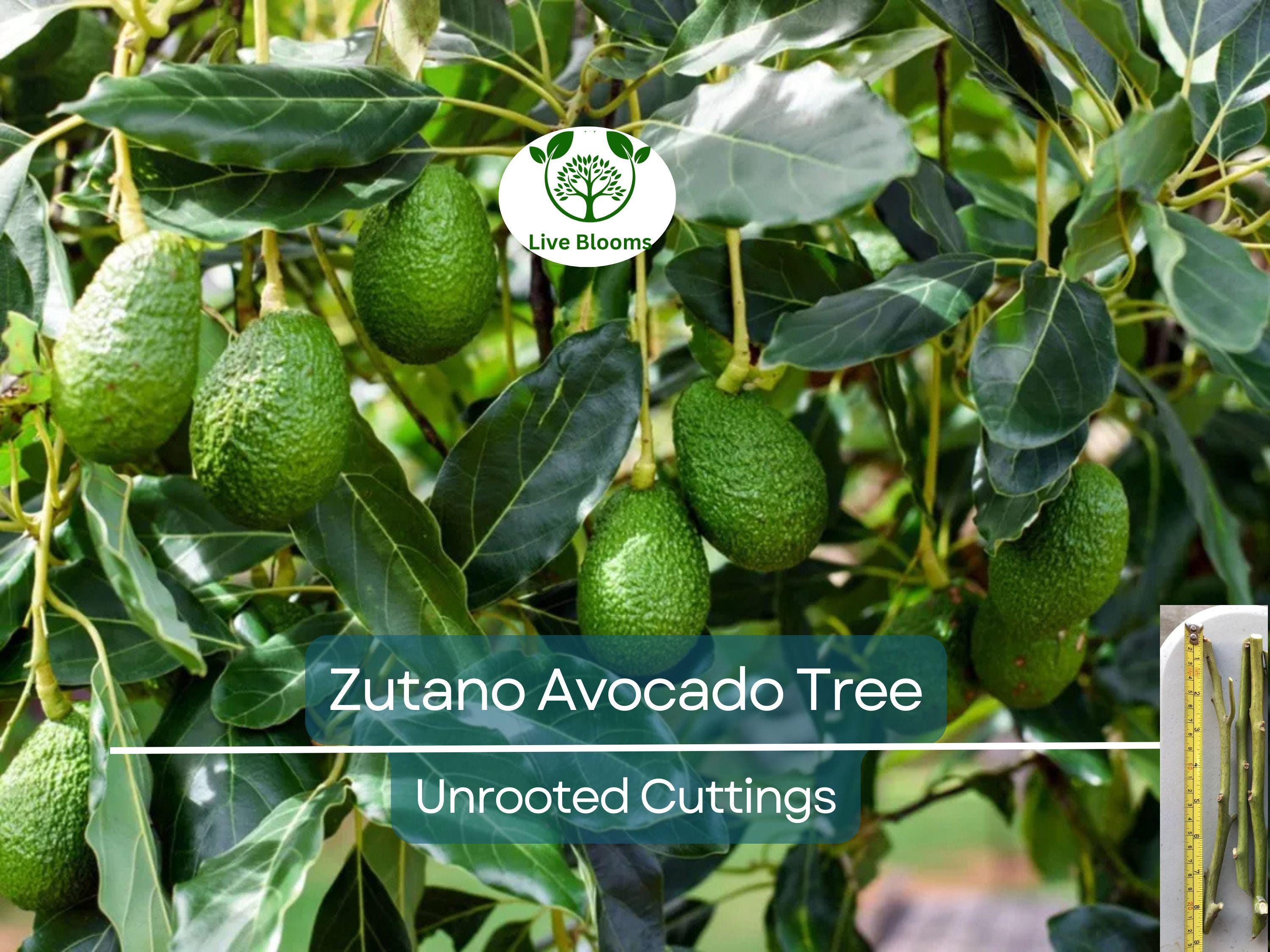 3 Avocado Tree Unrooted Cuttings “Zutano” – Hass Avocado Alternative, Healthy Fruit, Easy to Grow, Fast-Growing, Home Garden, Tropical Fruit