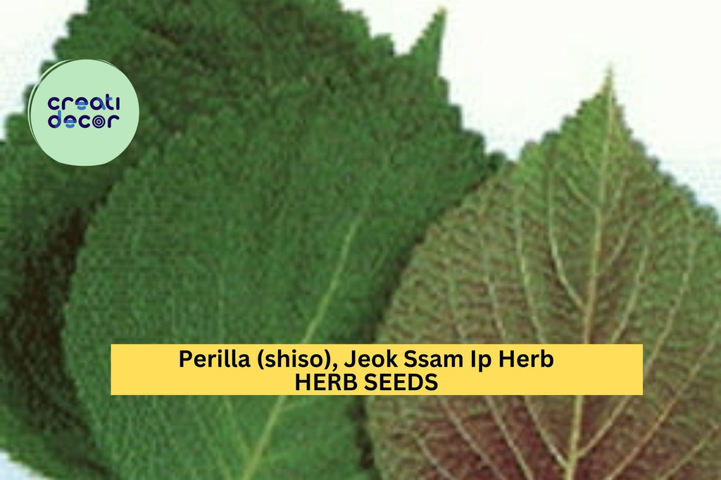 3pcs of 500mg Jeok Ssam Ip Perilla Seeds – Korean Shiso Herb with Purple Leaves for Culinary & Garden Growing Seeds for Planting